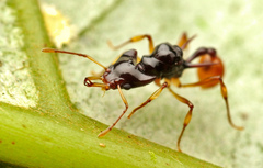 Orectognathus szentivanyi