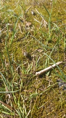 Colletes cunicularius
