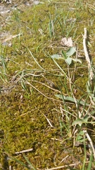 Colletes cunicularius