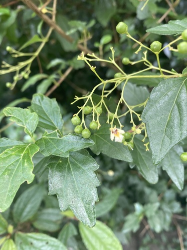 Premna microphylla iNat (2)