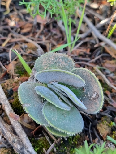 Crassula tomentosa