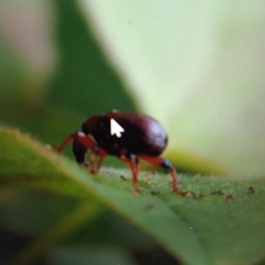 Paratrachelophorus nodicornis