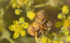 Icteranthidium ferrugineum