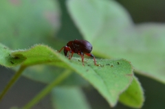 Paratrachelophorus nodicornis