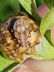 Nithecus jacobaeae