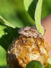 Nithecus jacobaeae