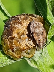 Nithecus jacobaeae