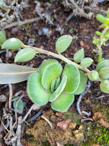 Crassula tomentosa