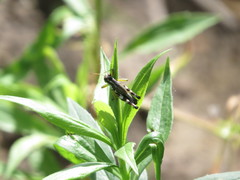 Melanoplus viridipes