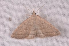 Pechipogo strigilata