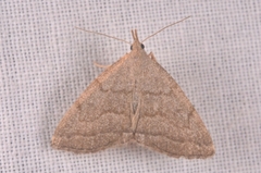 Pechipogo strigilata