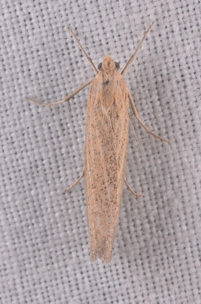 Pediasia luteella