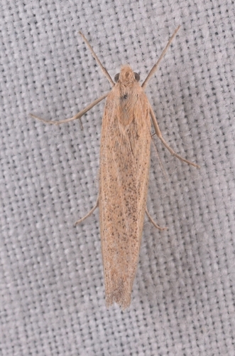 Crambus jaunâtre