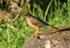 Turdus abyssinicus