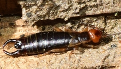 Eulithinus analis