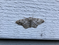 Hypagyrtis piniata