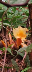 Costus tonkinensis