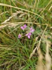 Erodium cicutarium