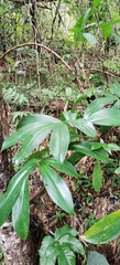 Costus tonkinensis