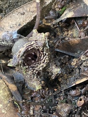 Asarum macranthum