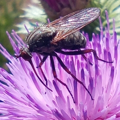 Empis femorata