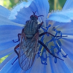 Empis femorata