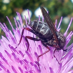 Empis femorata