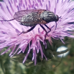 Empis femorata