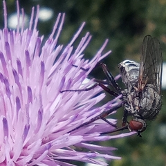 Empis femorata