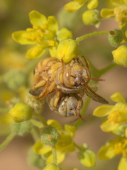 Icteranthidium ferrugineum