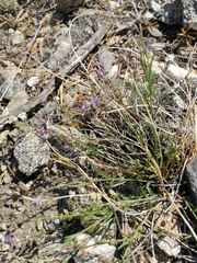 Polygala tenuifolia