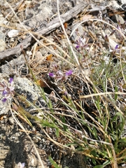 Polygala tenuifolia