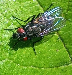 Azeliinae