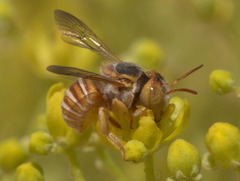 Icteranthidium ferrugineum