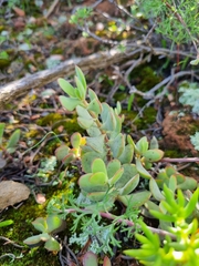 Crassula atropurpurea