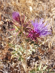 Cynara algarbiensis