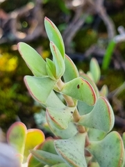 Crassula atropurpurea