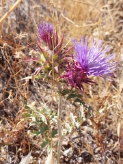 Cynara algarbiensis