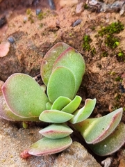 Crassula atropurpurea