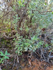 Crassula atropurpurea