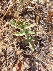 Cynara algarbiensis