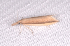 Donacaula mucronella