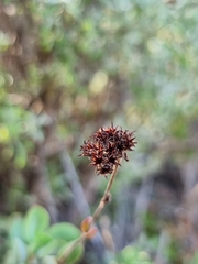 Crassula atropurpurea