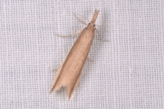 Donacaula mucronella