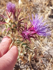 Cynara algarbiensis