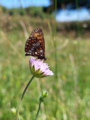 Melitaea aurelia