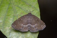 Adrapsa geometroides