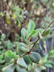 Crassula atropurpurea
