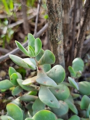 Crassula atropurpurea