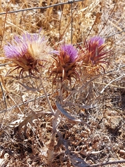 Cynara algarbiensis